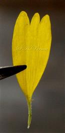  Ray floret
